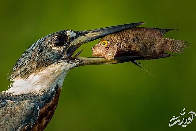 عکس‌های کمدی برگزیده از حیات‌وحش